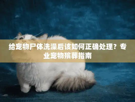给宠物尸体洗澡后该如何正确处理？专业宠物殡葬指南