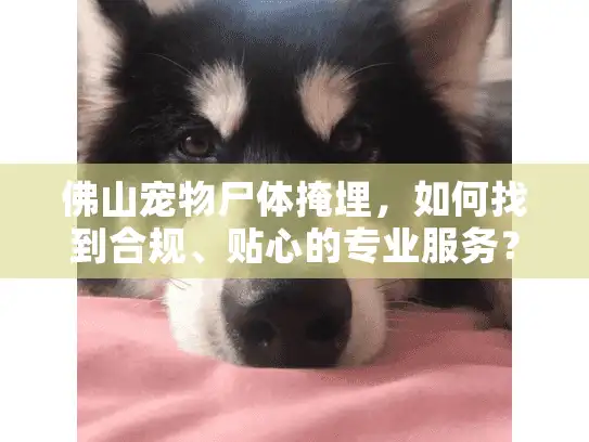 佛山宠物尸体掩埋，如何找到合规、贴心的专业服务？