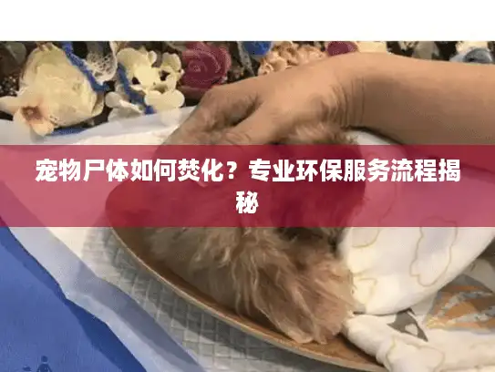 宠物尸体如何焚化？专业环保服务流程揭秘