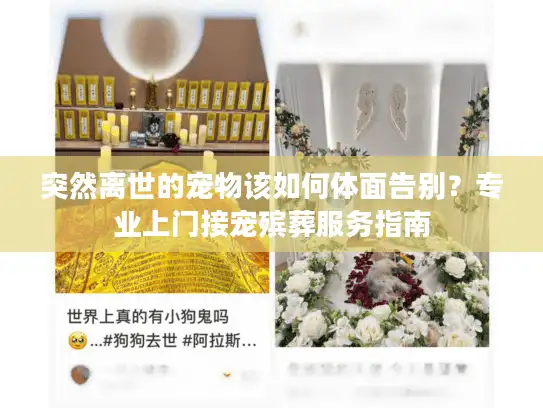突然离世的宠物该如何体面告别？专业上门接宠殡葬服务指南