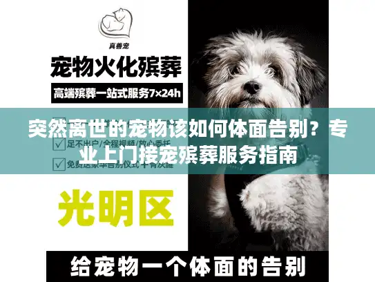 突然离世的宠物该如何体面告别？专业上门接宠殡葬服务指南