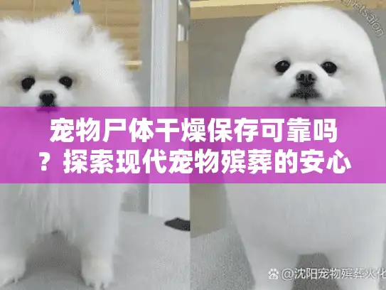 宠物尸体干燥保存可靠吗？探索现代宠物殡葬的安心选择