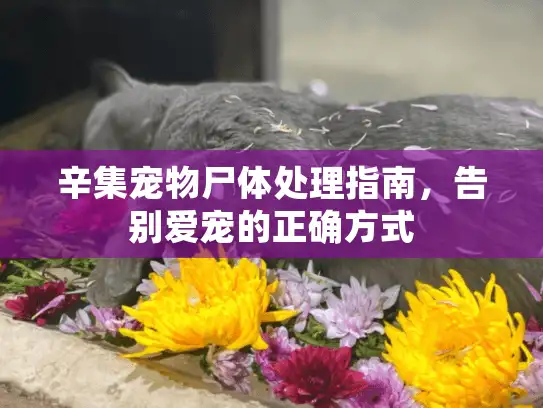 辛集宠物尸体处理指南，告别爱宠的正确方式