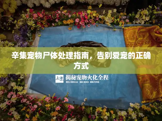 辛集宠物尸体处理指南，告别爱宠的正确方式