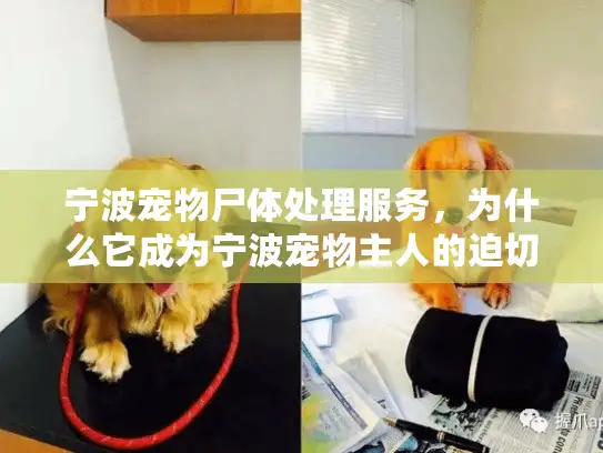 宁波宠物尸体处理服务，为什么它成为宁波宠物主人的迫切需求？