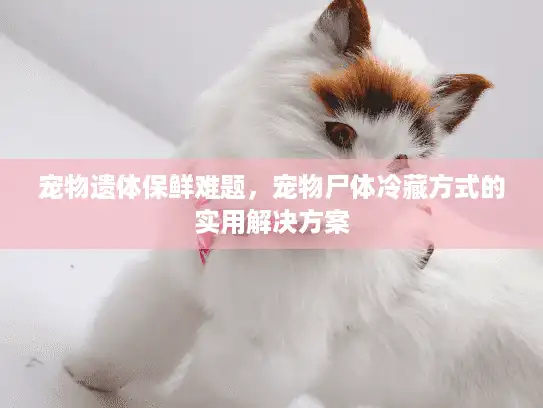 宠物遗体保鲜难题，宠物尸体冷藏方式的实用解决方案