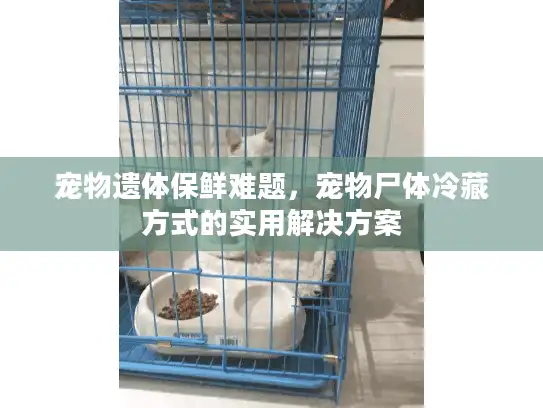 宠物遗体保鲜难题，宠物尸体冷藏方式的实用解决方案