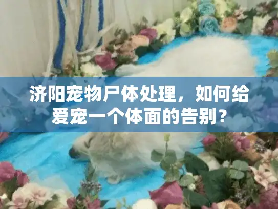 济阳宠物尸体处理，如何给爱宠一个体面的告别？