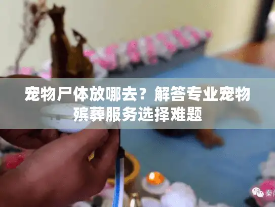 宠物尸体放哪去？解答专业宠物殡葬服务选择难题