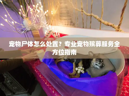 宠物尸体怎么处置？专业宠物殡葬服务全方位指南