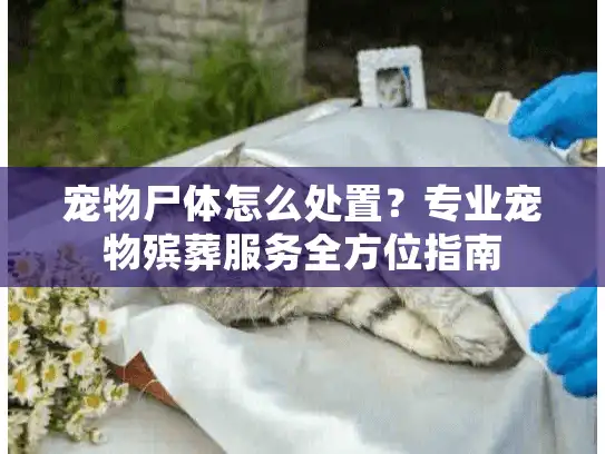 宠物尸体怎么处置？专业宠物殡葬服务全方位指南