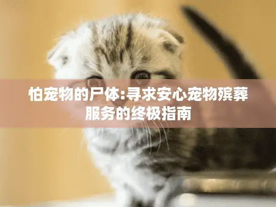 怕宠物的尸体:寻求安心宠物殡葬服务的终极指南