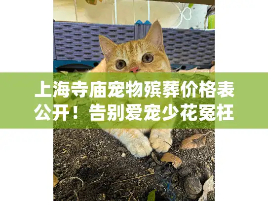 上海寺庙宠物殡葬价格表公开！告别爱宠少花冤枉钱(含隐藏收费解析)