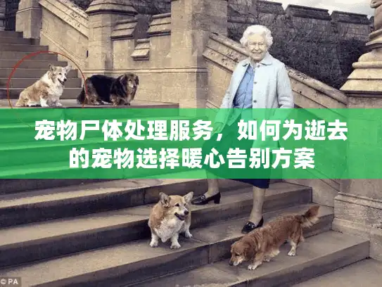 宠物尸体处理服务，如何为逝去的宠物选择暖心告别方案