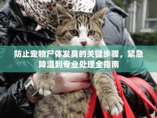 防止宠物尸体发臭的关键步骤，紧急降温到专业处理全指南