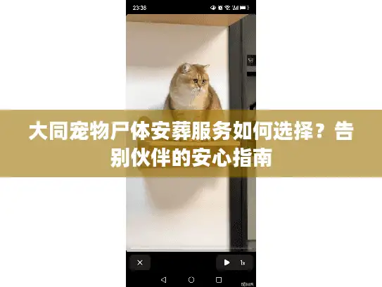 大同宠物尸体安葬服务如何选择？告别伙伴的安心指南