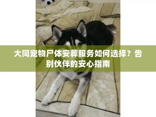 大同宠物尸体安葬服务如何选择？告别伙伴的安心指南