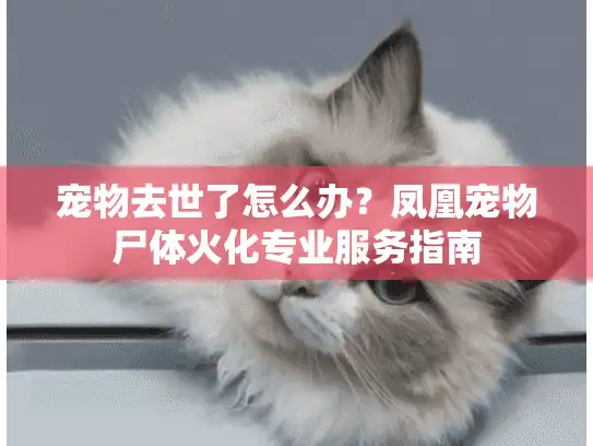 宠物去世了怎么办？凤凰宠物尸体火化专业服务指南