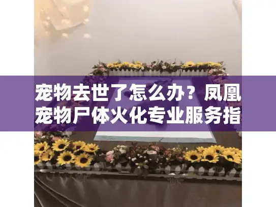宠物去世了怎么办？凤凰宠物尸体火化专业服务指南