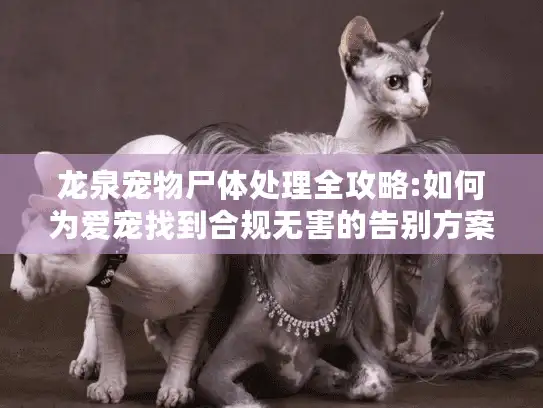 龙泉宠物尸体处理全攻略:如何为爱宠找到合规无害的告别方案