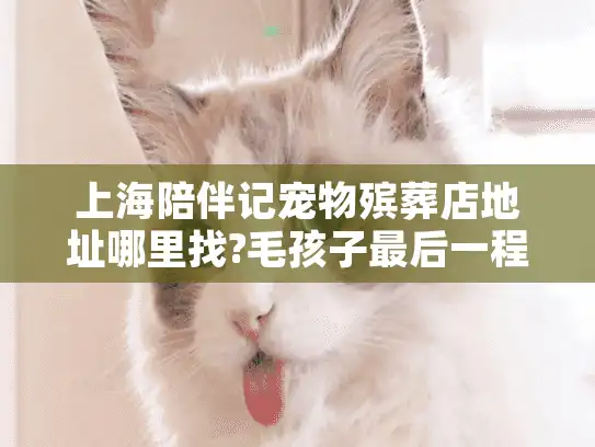 上海陪伴记宠物殡葬店地址哪里找?毛孩子最后一程的暖心指南