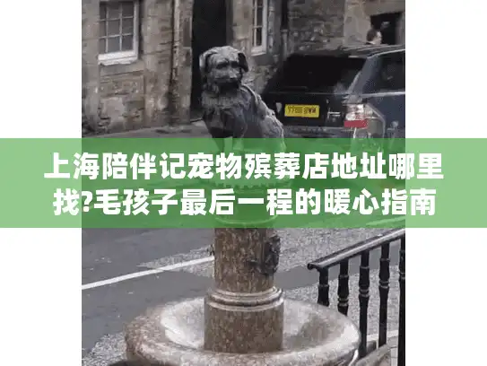 上海陪伴记宠物殡葬店地址哪里找?毛孩子最后一程的暖心指南
