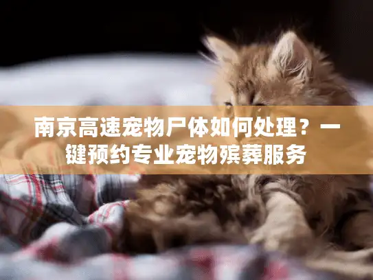 南京高速宠物尸体如何处理？一键预约专业宠物殡葬服务
