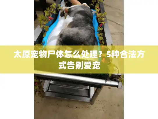 太原宠物尸体怎么处理？5种合法方式告别爱宠