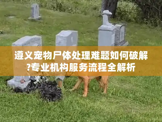 遵义宠物尸体处理难题如何破解?专业机构服务流程全解析