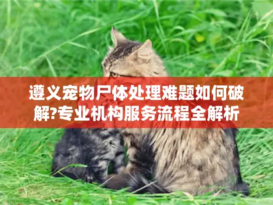遵义宠物尸体处理难题如何破解?专业机构服务流程全解析