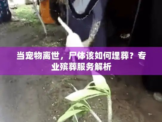 当宠物离世，尸体该如何埋葬？专业殡葬服务解析
