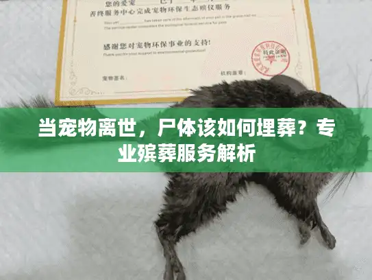 当宠物离世，尸体该如何埋葬？专业殡葬服务解析