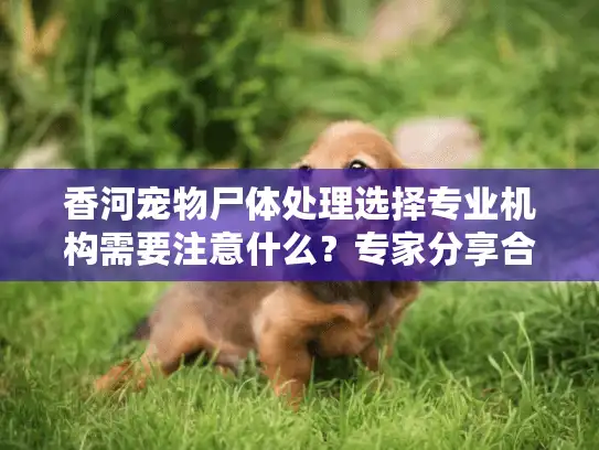 香河宠物尸体处理选择专业机构需要注意什么？专家分享合理处理建议