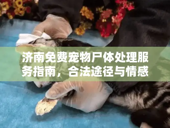济南免费宠物尸体处理服务指南，合法途径与情感关怀