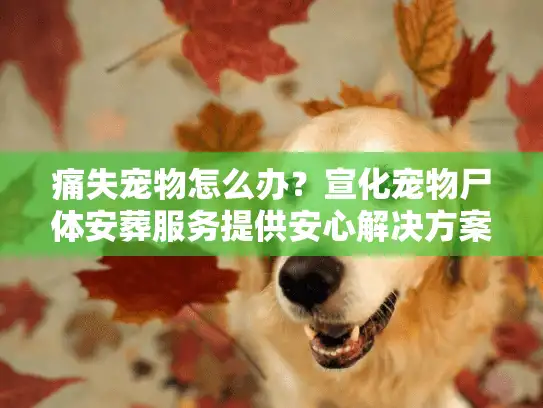 痛失宠物怎么办？宣化宠物尸体安葬服务提供安心解决方案