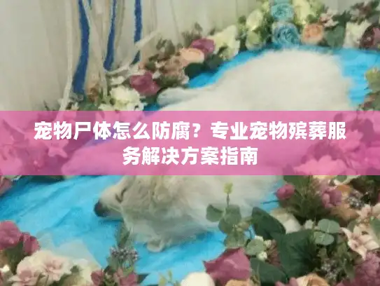 宠物尸体怎么防腐？专业宠物殡葬服务解决方案指南