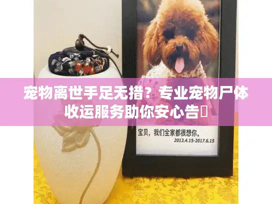 宠物离世手足无措？专业宠物尸体收运服务助你安心告別