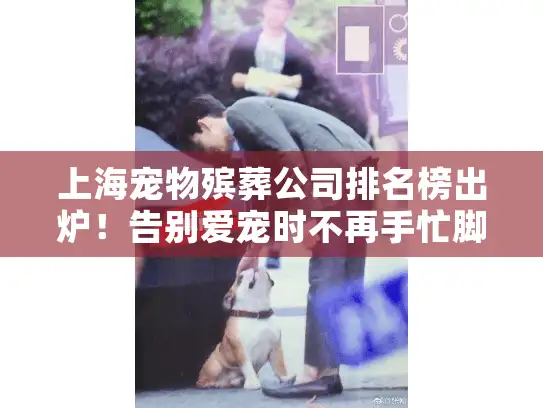上海宠物殡葬公司排名榜出炉！告别爱宠时不再手忙脚乱