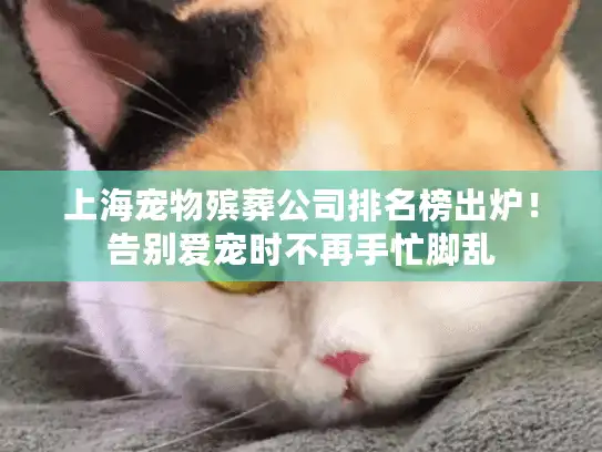 上海宠物殡葬公司排名榜出炉！告别爱宠时不再手忙脚乱