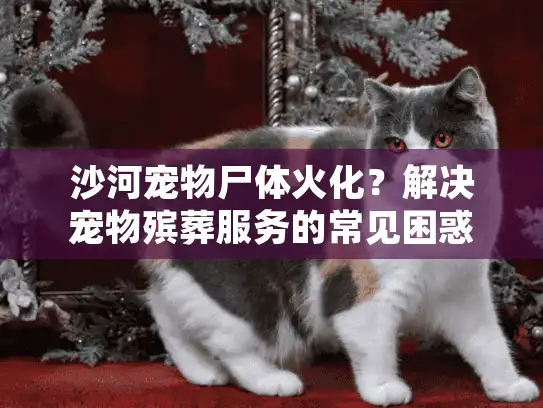 沙河宠物尸体火化？解决宠物殡葬服务的常见困惑指南