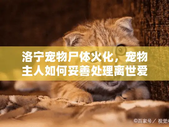 洛宁宠物尸体火化，宠物主人如何妥善处理离世爱宠的终极指南