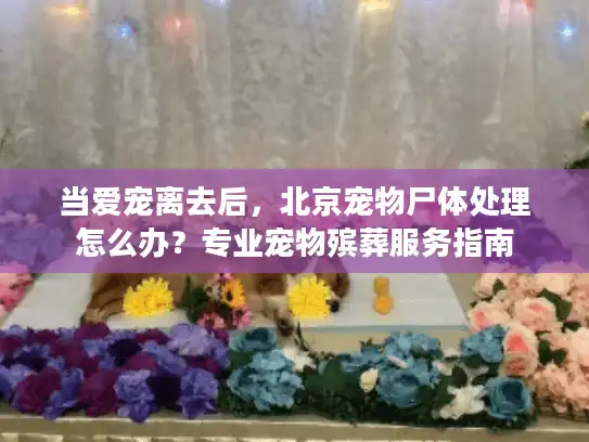 当爱宠离去后，北京宠物尸体处理怎么办？专业宠物殡葬服务指南