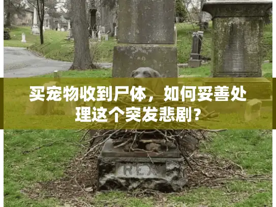 买宠物收到尸体，如何妥善处理这个突发悲剧？
