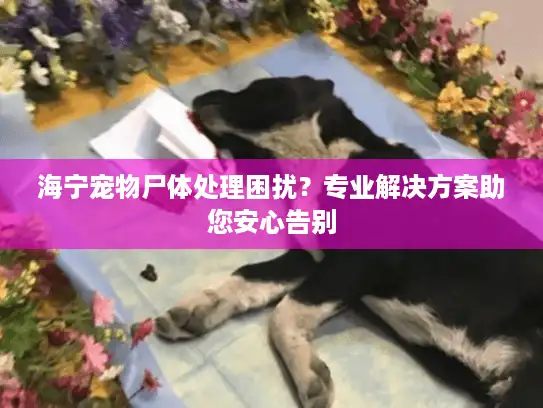 海宁宠物尸体处理困扰？专业解决方案助您安心告别
