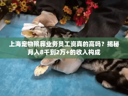 上海宠物殡葬业务员工资真的高吗？揭秘月入8千到2万+的收入构成