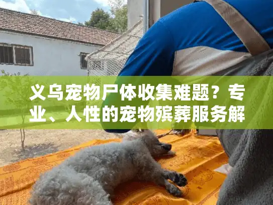 义乌宠物尸体收集难题？专业、人性的宠物殡葬服务解决方案在此！