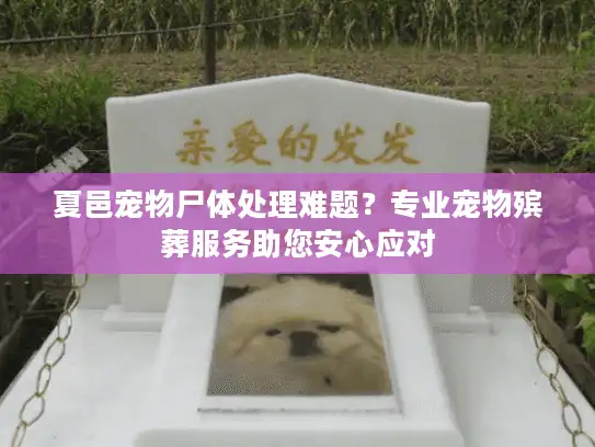 夏邑宠物尸体处理难题？专业宠物殡葬服务助您安心应对