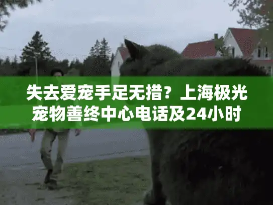 失去爱宠手足无措？上海极光宠物善终中心电话及24小时服务全解析