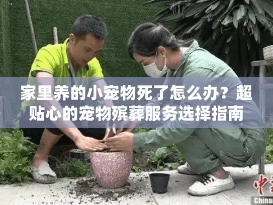 家里养的小宠物死了怎么办？超贴心的宠物殡葬服务选择指南