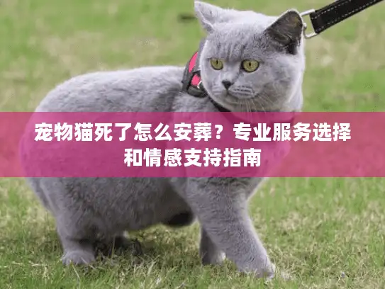 宠物猫死了怎么安葬？专业服务选择和情感支持指南